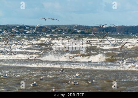 An der Nord- und Ostseeküste sind Fälle von Geflügelpest bei Wildtize and Utzing recusing Stockfoto