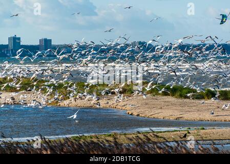 An der Nord- und Ostseeküste sind Fälle von Geflügelpest bei Wildtize and Utzing recusing Stockfoto