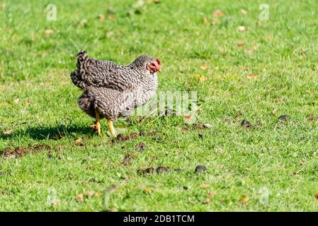 An der Nord- und Ostseeküste sind Fälle von Geflügelpest bei Wildtize and Utzing recusing Stockfoto