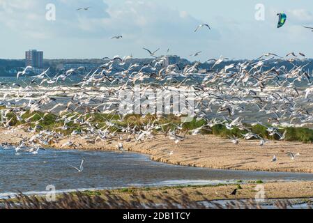 An der Nord- und Ostseeküste sind Fälle von Geflügelpest bei Wildtize and Utzing recusing Stockfoto