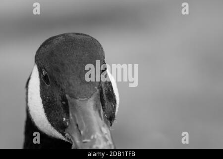 Canada Goose beobachtet die Kamera mit zwei Augen. Stockfoto