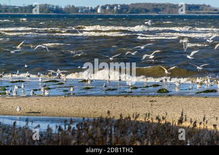 An der Nord- und Ostseeküste sind Fälle von Geflügelpest bei Wildtize and Utzing recusing Stockfoto