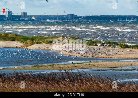 An der Nord- und Ostseeküste sind Fälle von Geflügelpest bei Wildtize and Utzing recusing Stockfoto