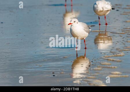 An der Nord- und Ostseeküste sind Fälle von Geflügelpest bei Wildtize and Utzing recusing Stockfoto