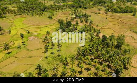 Luftaufnahme der Reisterrassen auf den Philippinen. Reisplantagen in Asien. Stockfoto