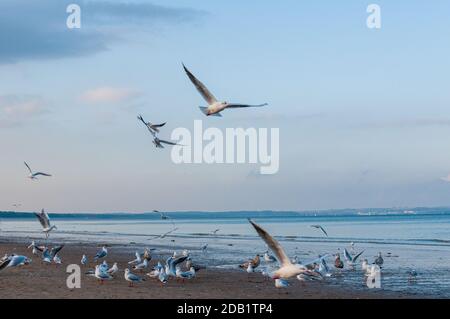 An der Nord- und Ostseeküste sind Fälle von Geflügelpest bei Wildtize and Utzing recusing Stockfoto