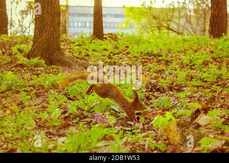 Ein rotes Eichhörnchen mit einem flauschigen Schwanz springt im Frühjahr auf einem grünen Rasen im Wald, wilde Tiere freuen sich über den Beginn der Hitze. Stockfoto