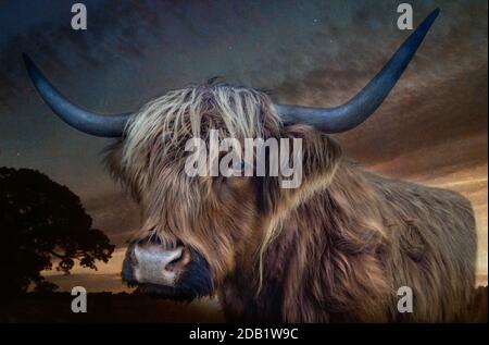 The Highland (Scottish Gälisch: Bò Ghàidhealach; Schotten: Hielan coo) ist eine schottische Rasse von rustikalen Rindern. Es entstand in den schottischen Highlands und t Stockfoto