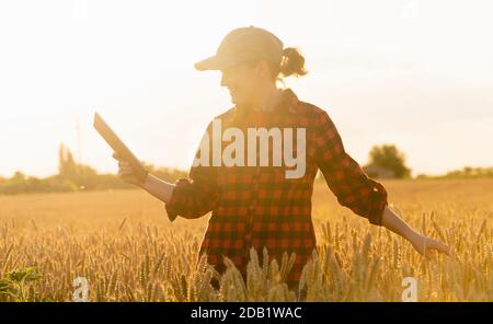 Eine Frau Bauer untersucht den Bereich der Getreide- und sendet die Daten an die Wolke aus der Tablette. Smart Farming und digitale Landwirtschaft. Stockfoto