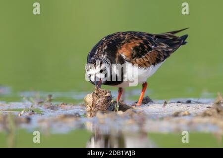 Ruddy Turnstone (Arenaria interpres), auf der Suche nach Nahrung in einem Teich, Kampanien, Italien Stockfoto