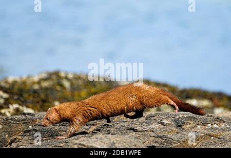 Ein in freier Wildbahn lebender, entkommener Nerz wird schnell zu einem rücksichtslosen Mörder anderer Arten von Wildtieren, ob Vögel oder kleine Säugetiere. Stockfoto