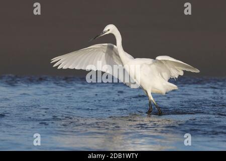 Kleiner Reiher (Egretta garzetta), Jungfischerei am Ufer, Kampanien, Italien Stockfoto