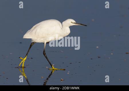 Kleiner Reiher (Egretta garzetta), Seitenansicht eines Jugendlichen Spazierens am Ufer, Kampanien, Italien Stockfoto