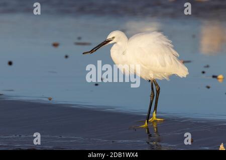 Kleiner Reiher (Egretta garzetta), Seitenansicht eines Erwachsenen, der am Ufer steht, Kampanien, Italien Stockfoto