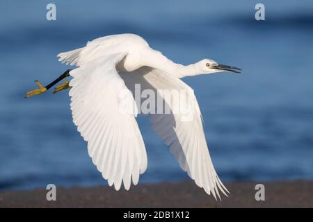 Kleiner Reiher (Egretta garzetta), Jugendlicher im Flug, Kampanien, Italien Stockfoto