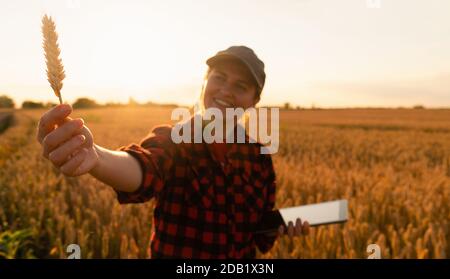 Eine Frau Bauer untersucht den Bereich der Getreide- und sendet die Daten an die Wolke aus der Tablette. Smart Farming und digitale Landwirtschaft. Stockfoto