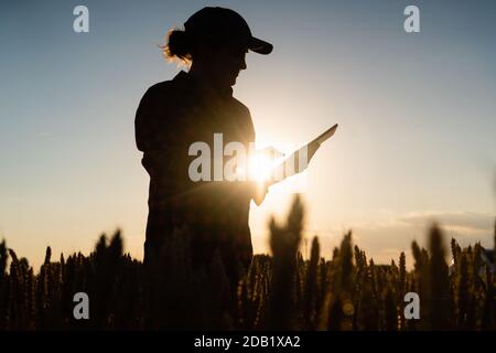 Eine Frau Bauer untersucht den Bereich der Getreide- und sendet die Daten an die Wolke aus der Tablette. Smart Farming und digitale Landwirtschaft. Stockfoto