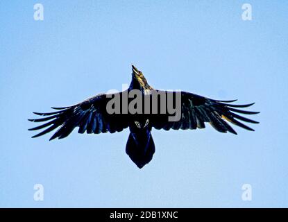 Der Rabe Corvus Corax ist das größte Mitglied der Crow-Familie und zeigt seinen gekeilten Schwanz und kraftvolle Flügel im Flug. Stockfoto