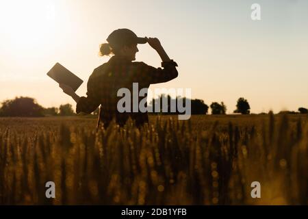 Eine Frau Bauer untersucht den Bereich der Getreide- und sendet die Daten an die Wolke aus der Tablette. Smart Farming und digitale Landwirtschaft. Stockfoto