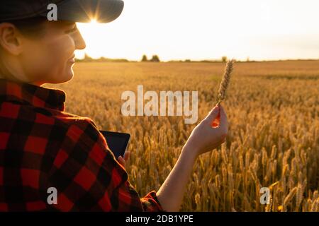 Eine Frau Bauer untersucht den Bereich der Getreide- und sendet die Daten an die Wolke aus der Tablette. Smart Farming und digitale Landwirtschaft. Stockfoto