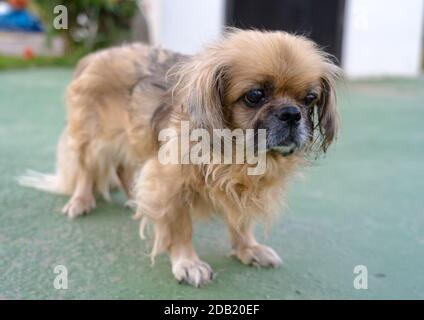 Der Pekingese (auch Pekinese geschrieben) ist eine Rasse von Spielzeug Hund, Ursprung in China. Stockfoto