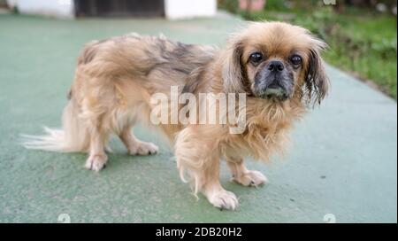 Der Pekingese (auch Pekinese geschrieben) ist eine Rasse von Spielzeug Hund, Ursprung in China. Stockfoto