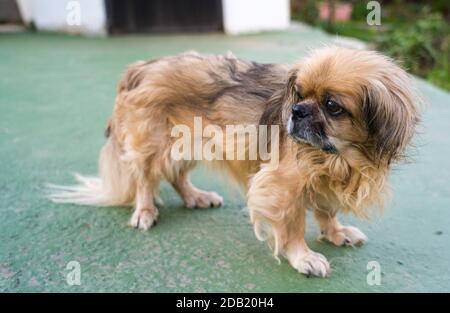 Der Pekingese (auch Pekinese geschrieben) ist eine Rasse von Spielzeug Hund, Ursprung in China. Stockfoto