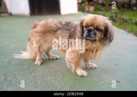 Der Pekingese (auch Pekinese geschrieben) ist eine Rasse von Spielzeug Hund, Ursprung in China. Stockfoto