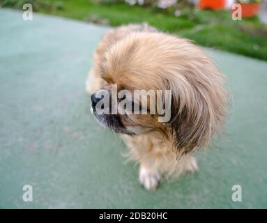 Der Pekingese (auch Pekinese geschrieben) ist eine Rasse von Spielzeug Hund, Ursprung in China. Stockfoto