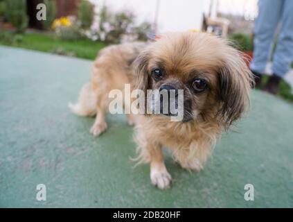 Der Pekingese (auch Pekinese geschrieben) ist eine Rasse von Spielzeug Hund, Ursprung in China. Stockfoto