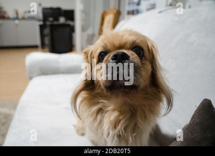 Der Pekingese (auch Pekinese geschrieben) ist eine Rasse von Spielzeug Hund, Ursprung in China. Stockfoto