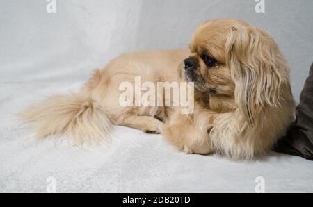 Der Pekingese (auch Pekinese geschrieben) ist eine Rasse von Spielzeug Hund, Ursprung in China. Stockfoto