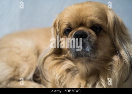 Der Pekingese (auch Pekinese geschrieben) ist eine Rasse von Spielzeug Hund, Ursprung in China. Stockfoto