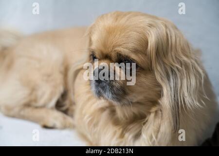 Der Pekingese (auch Pekinese geschrieben) ist eine Rasse von Spielzeug Hund, Ursprung in China. Stockfoto