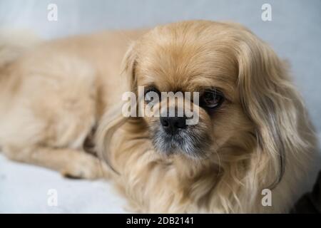 Der Pekingese (auch Pekinese geschrieben) ist eine Rasse von Spielzeug Hund, Ursprung in China. Stockfoto