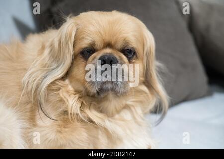 Der Pekingese (auch Pekinese geschrieben) ist eine Rasse von Spielzeug Hund, Ursprung in China. Stockfoto