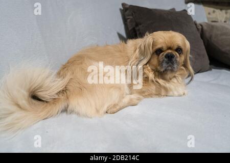 Der Pekingese (auch Pekinese geschrieben) ist eine Rasse von Spielzeug Hund, Ursprung in China. Stockfoto