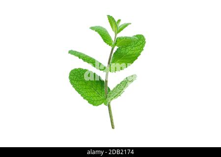 Minze oder mentha Zweig mit Blättern isoliert auf weiß Stockfoto