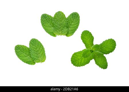 Minze oder mentha Blätter isoliert auf weiß gesetzt. Kräuterzweig. Stockfoto