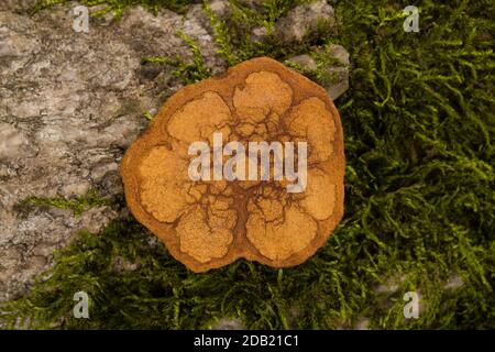 Banisteriopsis caapi, Ayahuasca Holzquerschnitt auf Moostein in der Natur. Stockfoto