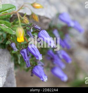 Glockenblume Zois (Favratia zoysii). Mala Mojstrovka, Pass Vršič, Nationalpark Triglav, Julische Alpen, Slowenien, Europa. Stockfoto