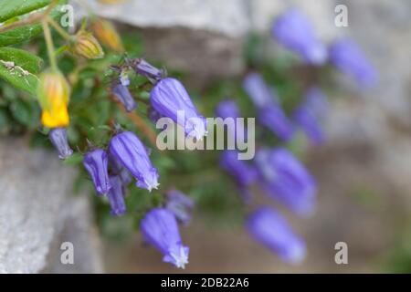 Glockenblume Zois (Favratia zoysii). Mala Mojstrovka, Pass Vršič, Nationalpark Triglav, Julische Alpen, Slowenien, Europa. Stockfoto