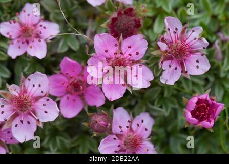 Nahaufnahme der Triglav-Rose (Potentilla nitida). Mala Mojstrovka, Julische Alpen, Slowenien, Europa. Stockfoto