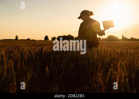 Eine Frau Bauer untersucht den Bereich der Getreide- und sendet die Daten an die Wolke aus der Tablette. Smart Farming und digitale Landwirtschaft. Stockfoto