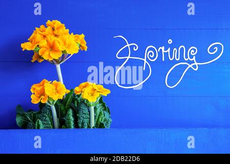 Englische Kalligraphie Spring. Gelbe, Schöne Frühlingsblumen. Blauer Holzhintergrund Stockfoto
