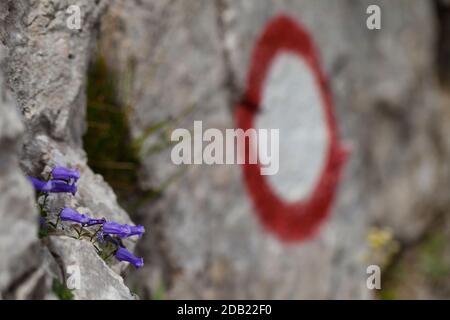 Die Glockenblume von Zois (Favratia zoysii) an der Markierung des Weges zum Mala Mojstrovka-Gipfel, dem Vršič-Pass, dem Triglav-Nationalpark, den Julischen Alpen, Slowenien Stockfoto