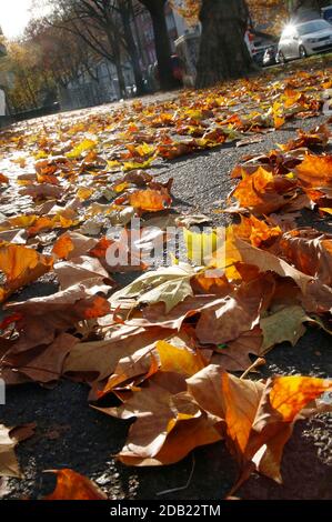 Berlin, Deutschland. November 2020. Herbstspaziergang in Tempelhof. Berlin, 15. November 2020 Quelle: dpa/Alamy Live News Stockfoto