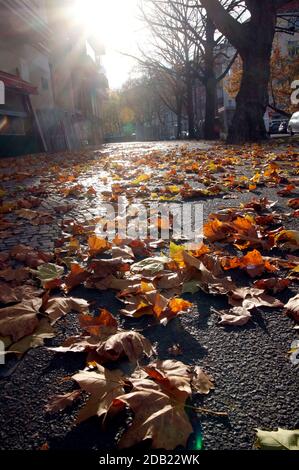 Berlin, Deutschland. November 2020. Herbstspaziergang in Tempelhof. Berlin, 15. November 2020 Quelle: dpa/Alamy Live News Stockfoto