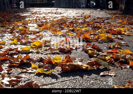 Berlin, Deutschland. November 2020. Herbstspaziergang in Tempelhof. Berlin, 15. November 2020 Quelle: dpa/Alamy Live News Stockfoto