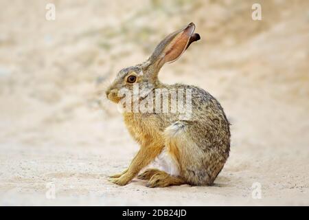 Eine Warnung scrub Hase (Lepus Saxatilis) aufrecht sitzend, Südafrika Stockfoto